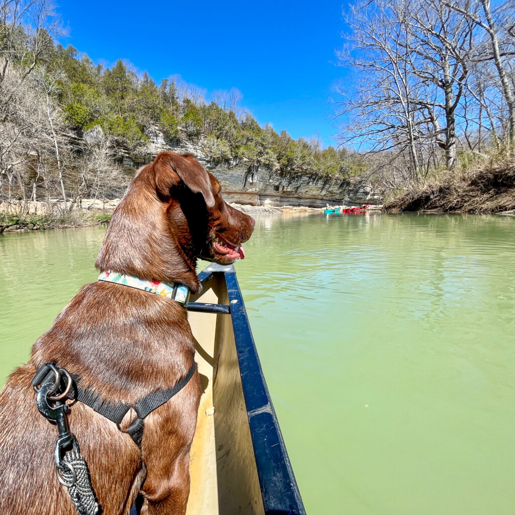 canoeing buffalo national river